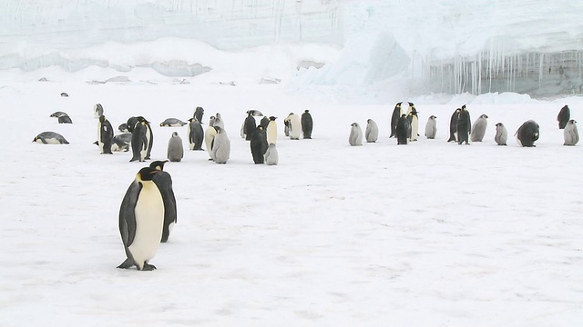 帝企鹅(Aptenodytes forsteri)在雪，华盛顿角，南极洲视频素材