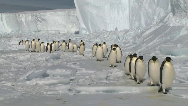 南极华盛顿角，帝企鹅(Aptenodytes forsteri)在冰面上摇摇摆摆地排成长队视频素材