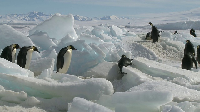 帝企鹅(Aptenodytes forsteri)摇摇摆摆地滑过冰面，华盛顿角，南极洲视频下载