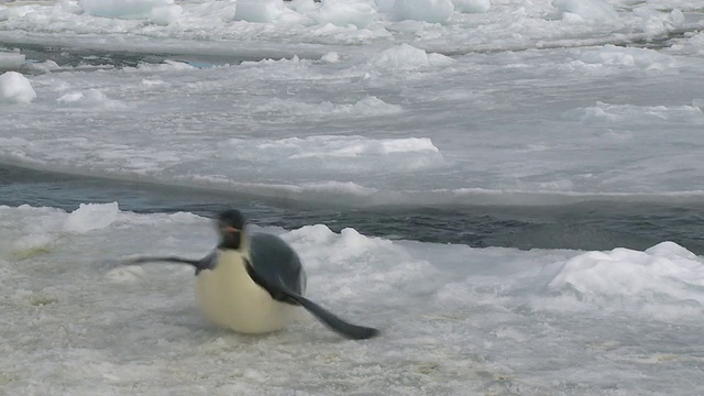 南极华盛顿角，帝企鹅(Aptenodytes forsteri)出水向镜头视频下载