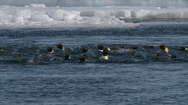 帝企鹅(Aptenodytes forsteri)在宽阔的冰洞游泳和整理，华盛顿角，南极洲视频下载