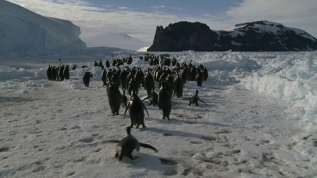 帝企鹅(Aptenodytes forsteri)摇摇摆摆地滑过冰向殖民地，华盛顿角，南极洲视频下载