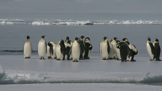 南极华盛顿角，帝企鹅(Aptenodytes forsteri)在海冰边缘梳理视频下载