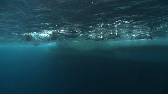 帝企鹅(Aptenodytes forsteri)游泳在表面整理和观察深处，潜水和浮出水面，在华盛顿角，南极洲视频下载