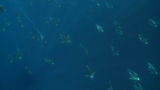 南极华盛顿角水下的帝企鹅(Aptenodytes forsteri)在摄像机的光线下游泳视频下载