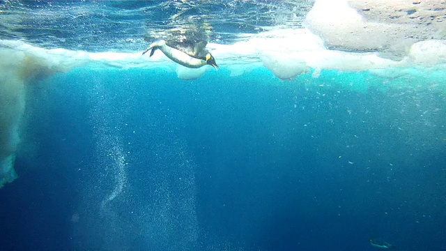 帝企鹅(Aptenodytes forsteri)在水面和水下游泳，华盛顿角，南极洲视频下载