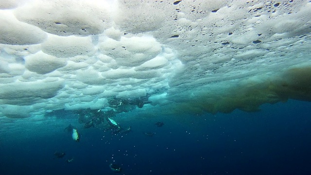 帝企鹅(Aptenodytes forsteri)从海冰洞潜水，水下，华盛顿角，南极洲视频下载