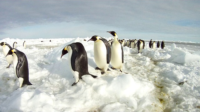 帝企鹅(Aptenodytes forsteri)摇摇摆摆地穿过海冰，华盛顿角，南极洲视频下载