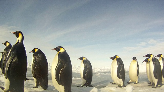 帝企鹅(Aptenodytes forsteri)摇摇摆摆地走过海冰，追踪，华盛顿角，南极洲视频下载