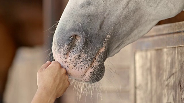 女用手轻轻抚摸着白马的鼻子视频素材