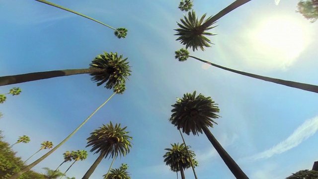 在棕榈树下驾驶的洛杉矶WS视频素材