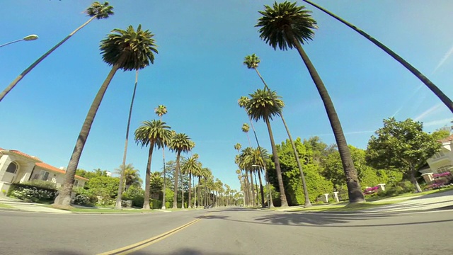 沿着棕榈林道驾车视频素材