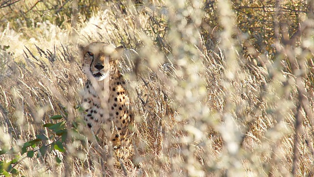 豹躺在大草原上视频素材