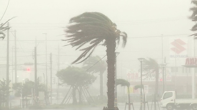 棕榈树在狂风暴雨中摇摆视频素材