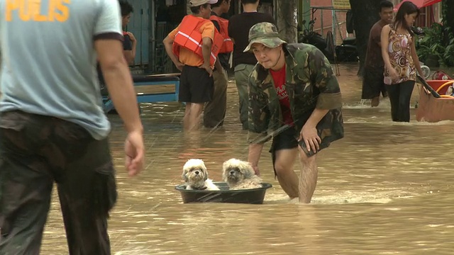 一名男子从马尼拉洪水中救出狗视频下载