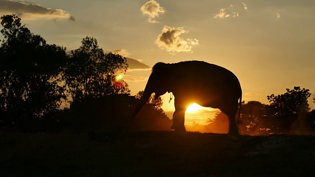 日落时森林里的亚洲象视频素材