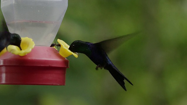 哥斯达黎加，鸟窝里的蜂鸟视频下载