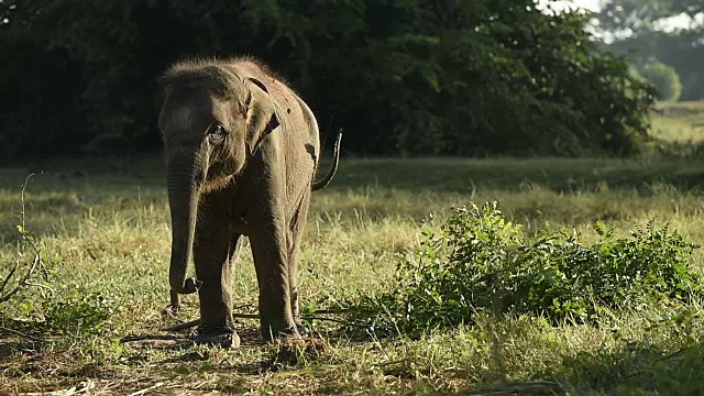 亚洲象的生活视频素材