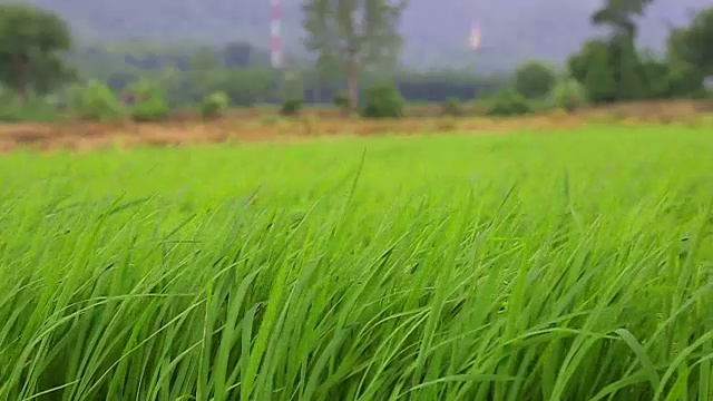 水稻种植绿地高清VDO视频素材