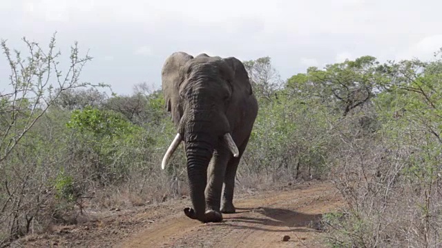 南非的大象视频下载