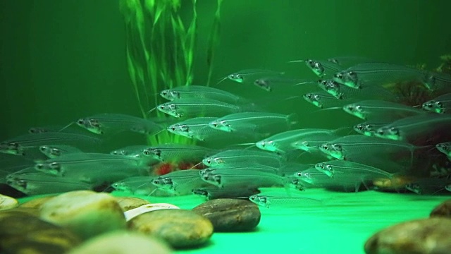 玻璃鱼视频下载