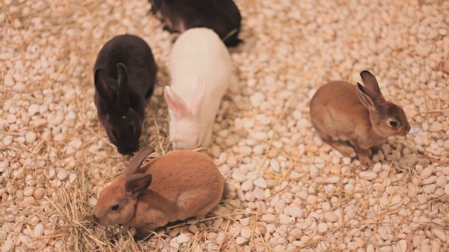 高清:兔子喂养牲畜。视频下载