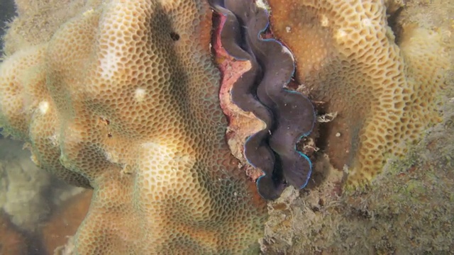 珊瑚礁中的巨型蛤视频下载