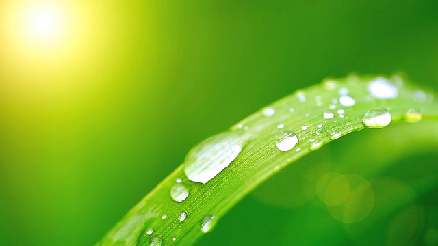 阳光洒在草叶上的水滴视频下载