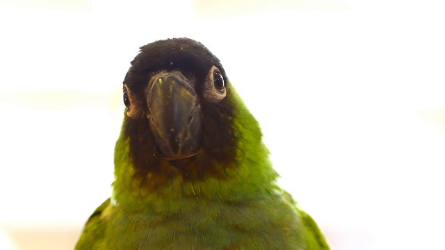 绿色的小鹦鹉视频素材