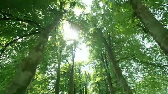 SLO MO Sun透过林荫道窥视视频素材