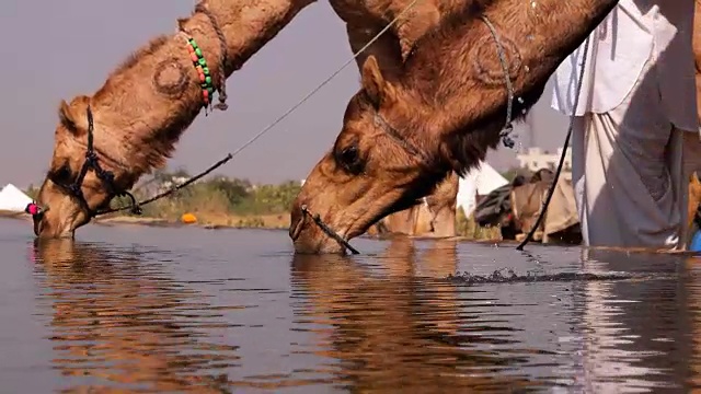 在拉贾斯坦邦的普什卡骆驼节上，骆驼群和商人为他们带来了骆驼视频下载