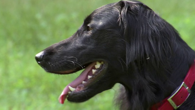 CU TD TU黑色平毛寻回犬，栖息在美国哥伦比亚特区华盛顿的草地上视频素材