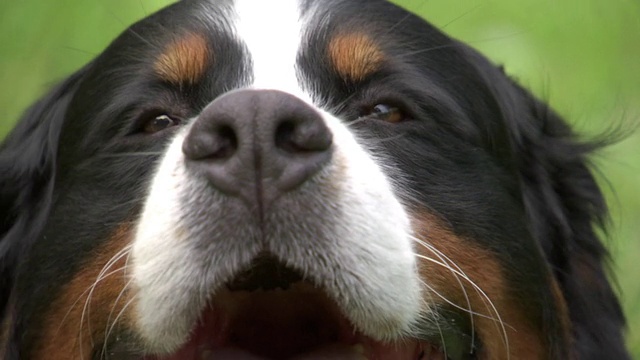伯恩斯山地犬/美国哥伦比亚特区华盛顿视频素材