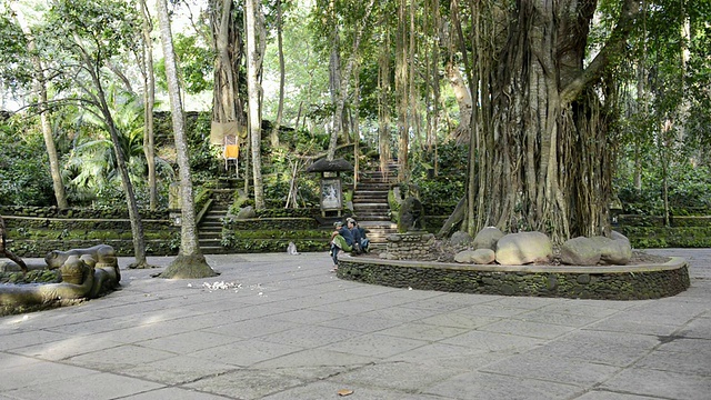 印度尼西亚乌布猴庙的WS人视频下载