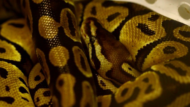棕色的蛇,蟒蛇视频素材