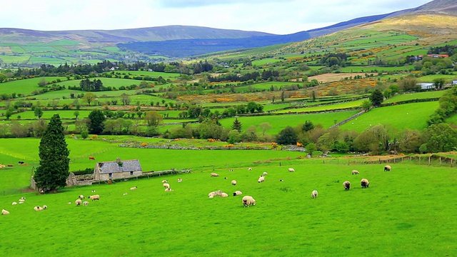 在爱尔兰起伏的山丘上吃草的羊群视频下载