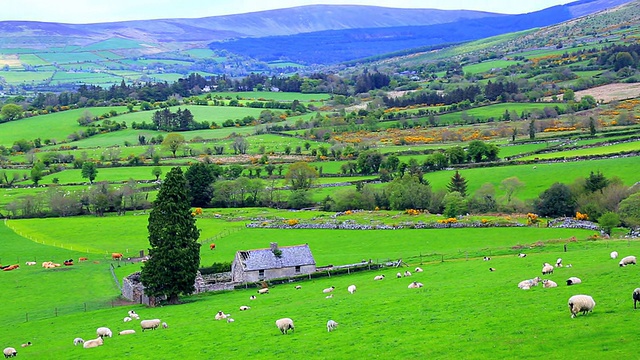 在爱尔兰起伏的山丘上吃草的羊群视频下载