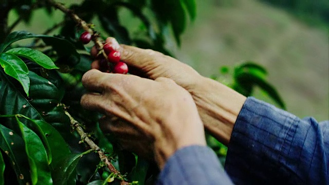一位咖啡农轻轻地从他农场的一棵咖啡树上摘下成熟的咖啡樱桃。这就是你喝咖啡的起点!这种树通常生长在偏远的森林深处，种着红樱桃，每个樱桃里有两颗咖啡豆。视频下载