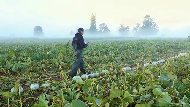 秋日早晨，农民在田间收获有机南瓜视频素材