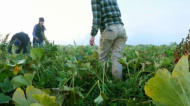 秋天的早晨，女性农民和同事在田里收获有机南瓜视频素材