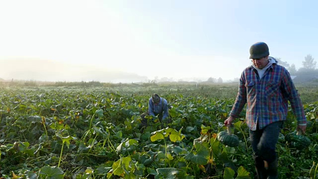 有机农民在雾蒙蒙的早晨在田间收获南瓜视频素材