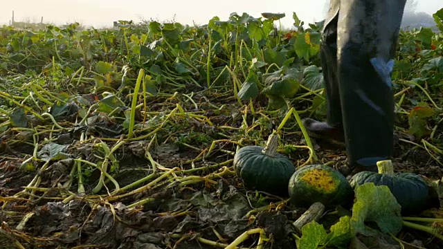 秋日清晨日出时分，有机农民在田间收获南瓜视频素材