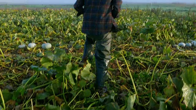屠女士是一位有机农民，在秋日清晨日出的时候在田间收割南瓜视频素材