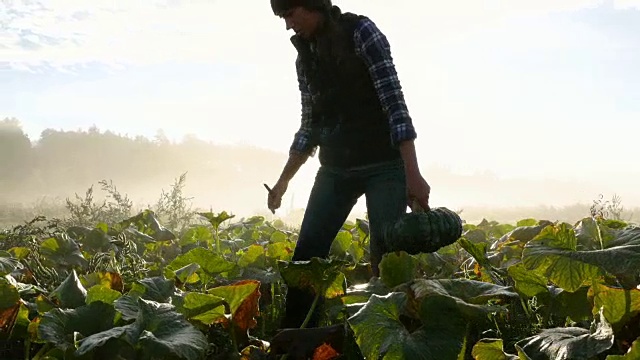 女性农民收获有机南瓜在秋天早晨日出视频下载