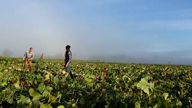 秋日清晨，太阳升起的时候，有机农场主人和员工在田里收获南瓜视频素材