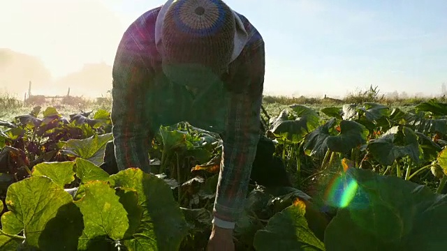 秋日清晨，太阳升起时，有机农场主人与员工在田间收获南瓜视频素材