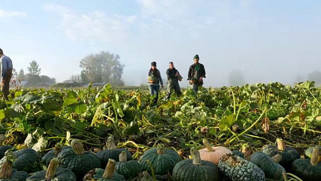 秋天的早晨，农民在田间收获有机南瓜视频下载