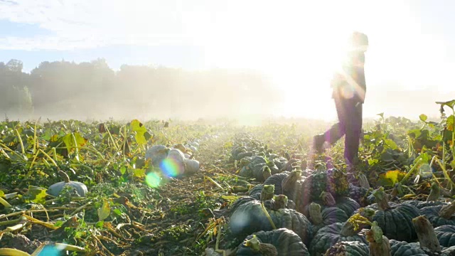 在秋天的早晨日出时，农夫背着有机南瓜视频素材
