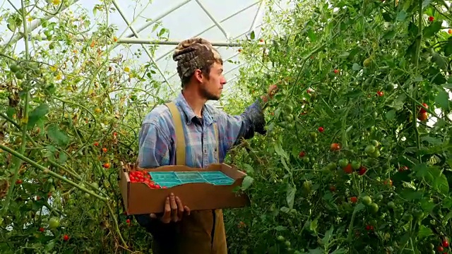 微笑的农民在温室收获有机番茄视频素材