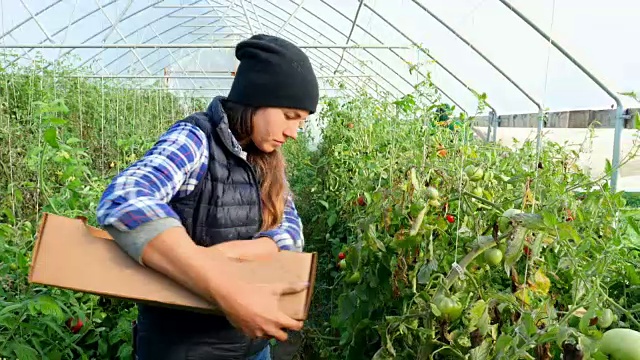 两个农民在温室里收获有机番茄视频素材